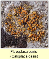 Flavoplaca oasis (Caloplaca oasis)