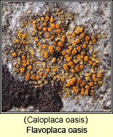 Flavoplaca oasis (Caloplaca oasis)