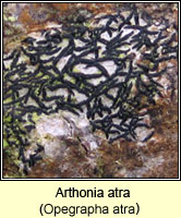 Arthonia atra (Opegrapha atra)