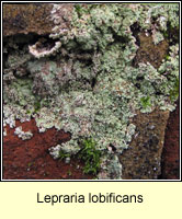Lepraria lobificans