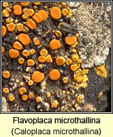 Flavoplaca microthallina (Caloplaca microthallina)