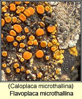 Caloplaca microthallina