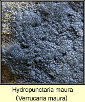 Hydropunctaria maura (Verrucaria maura)
