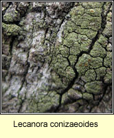 Lecanora conizaeoides