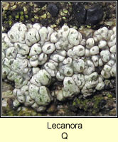 Lecanora sarcopidoides Q