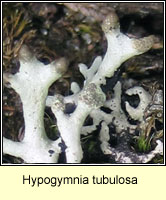 Hypogymnia tubulosa