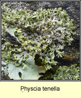 Physcia tenella