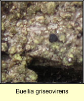 Buellia griseovirens