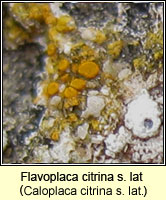 Flavoplaca citrina agg (Caloplaca citrina agg)
