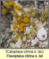 Caloplaca citrina sens lat