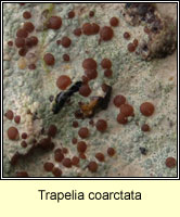 Trapelia coarctata