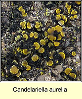 Candelariella aurella