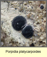 Porpidia platycarpoides