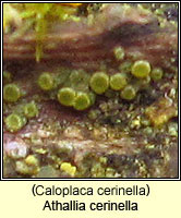 Athallia cerinella (Caloplaca cerinella)