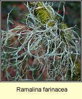 Ramalina farinacea