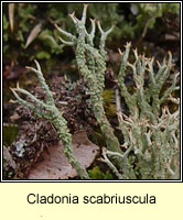 Cladonia scabriuscula