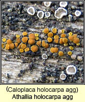 Athallia holocarpa agg (Caloplaca holocarpa agg)