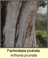 Pachnolepia pruinata (Arthonia pruinata)