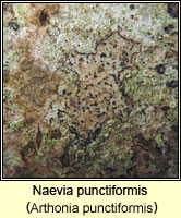 Arthonia punctiformis