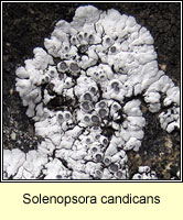 Solenopsora candicans