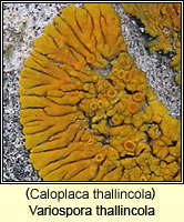 Variospora thallincola (Caloplaca thallincola)