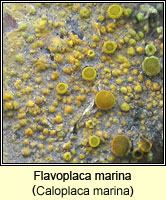 Flavoplaca marina (Caloplaca marina)