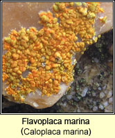 Flavoplaca marina (Caloplaca marina)