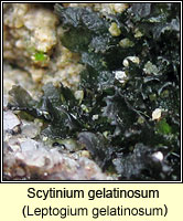 Scytinium gelatinosum (Leptogium gelatinosum)
