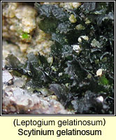 Scytinium gelatinosum (Leptogium gelatinosum)