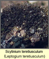 Scytinium teretiusculum (Leptogium teretiusculum)