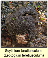 Scytinium teretiusculum (Leptogium teretiusculum)