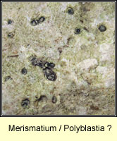 Merismatium deminutum