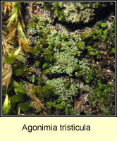 Agonimia tristicula