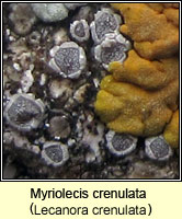 Myriolecis crenulata (Lecanora crenulata)