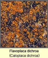 Caloplaca dichroa