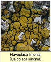 Flavoplaca limonia (Caloplaca limonia)