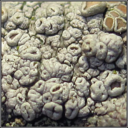 Lecanora