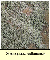 Solenospora vulturiensis
