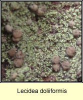 Lecidea doliiformis