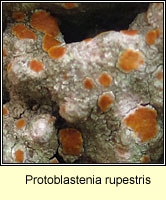 Protoblastenia rupestris