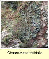 Chaenotheca trichialis