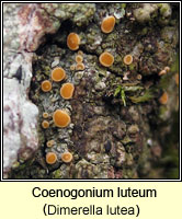 Coenogonium luteum (Dimerella lutea)