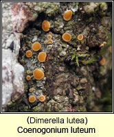 Coenogonium luteum (Dimerella lutea)