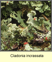 Cladonia incrassata