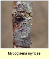 Mycoglaena myricae