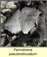 Parmotrema pseudoreticulatum