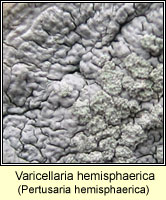 Varicellaria hemisphaerica