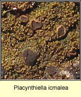 Placynthiella icmalea