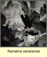 Ramalina canariensis