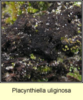 Placynthiella uliginosa